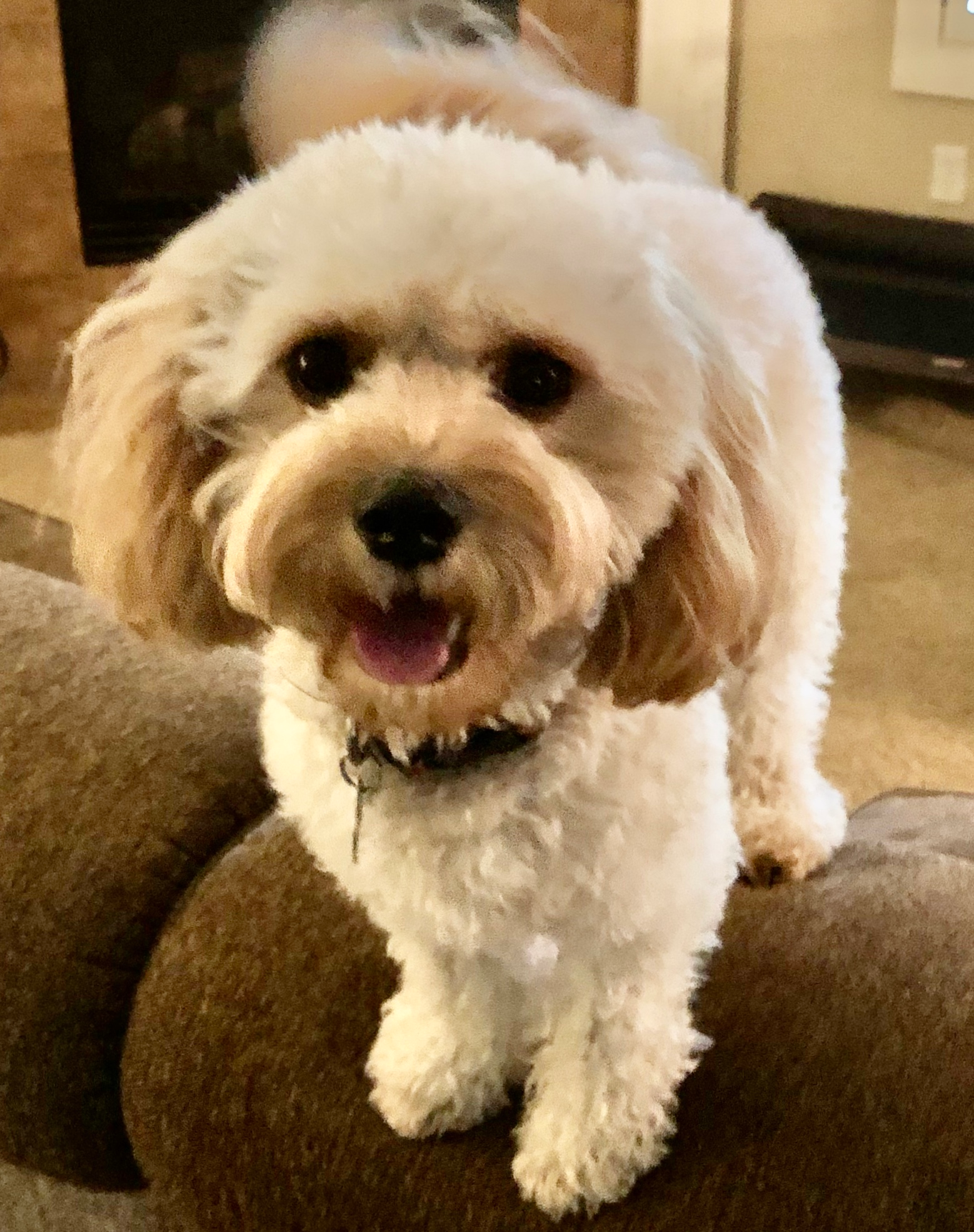 Cute Cavapoo Baby