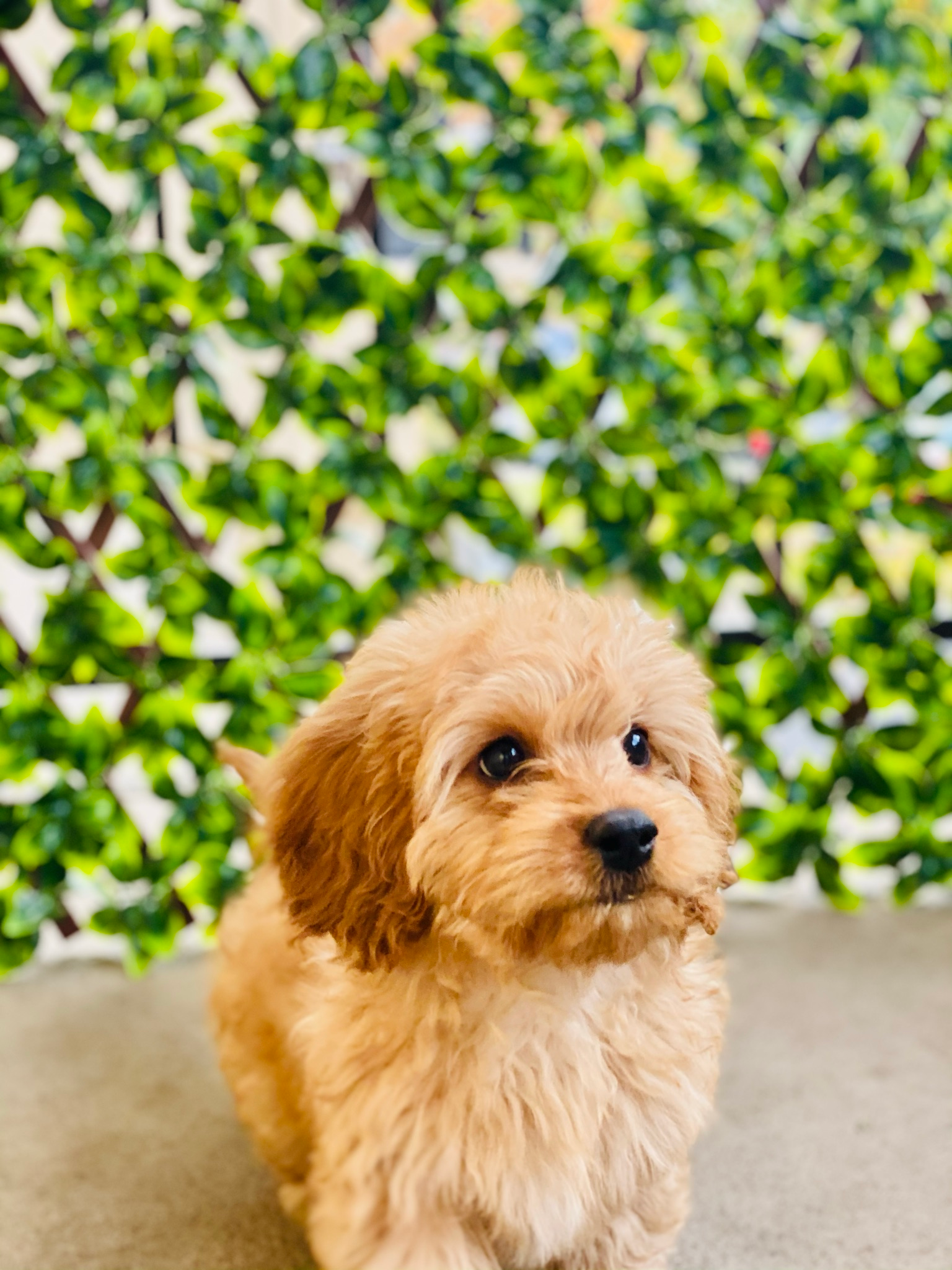 Little Cavoodle Poodle Mix Puppy
