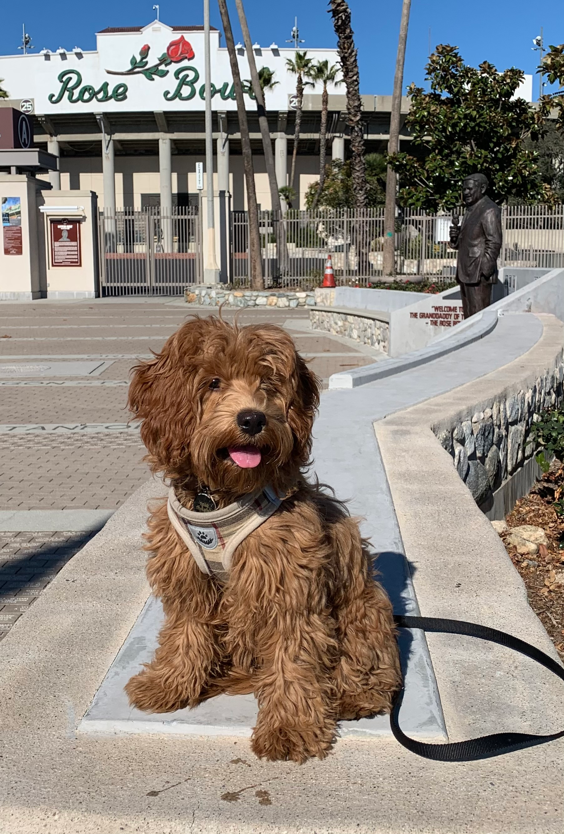 Best Cavapoo Baby