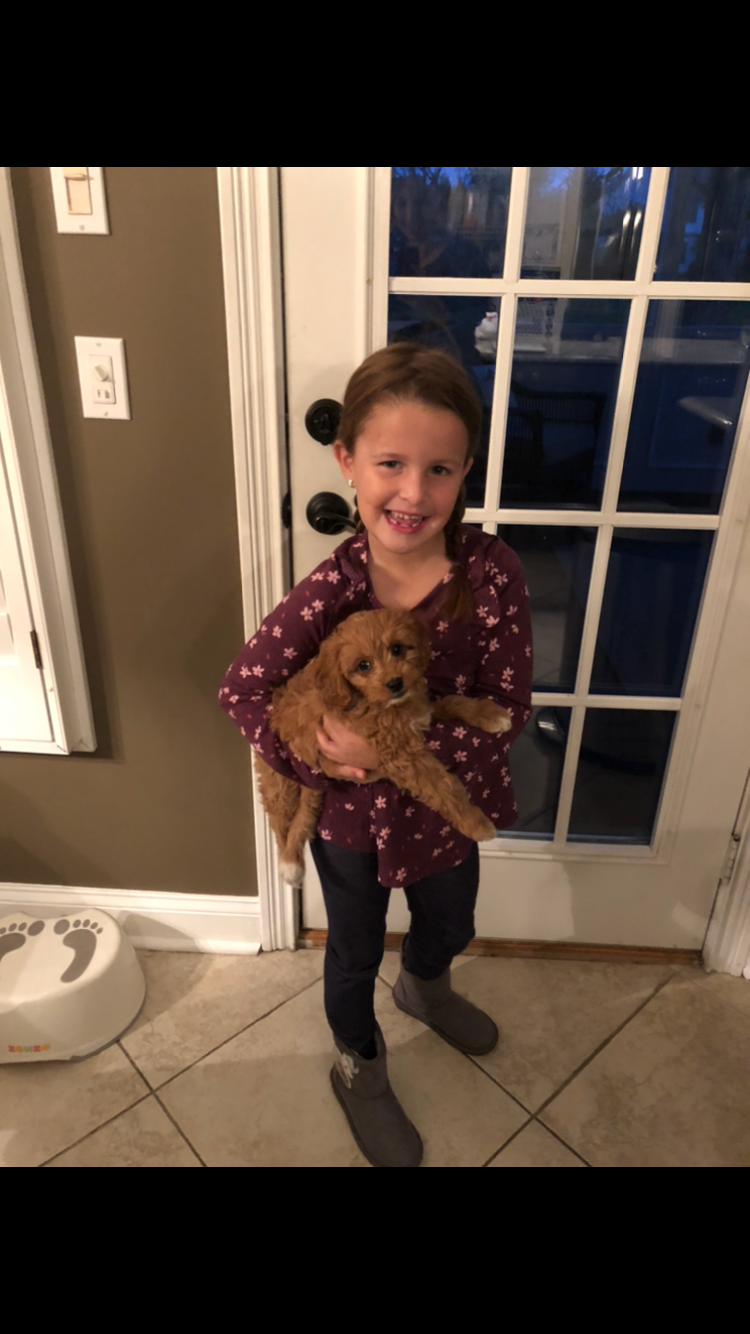 Cavapoo Puppy for Adoption