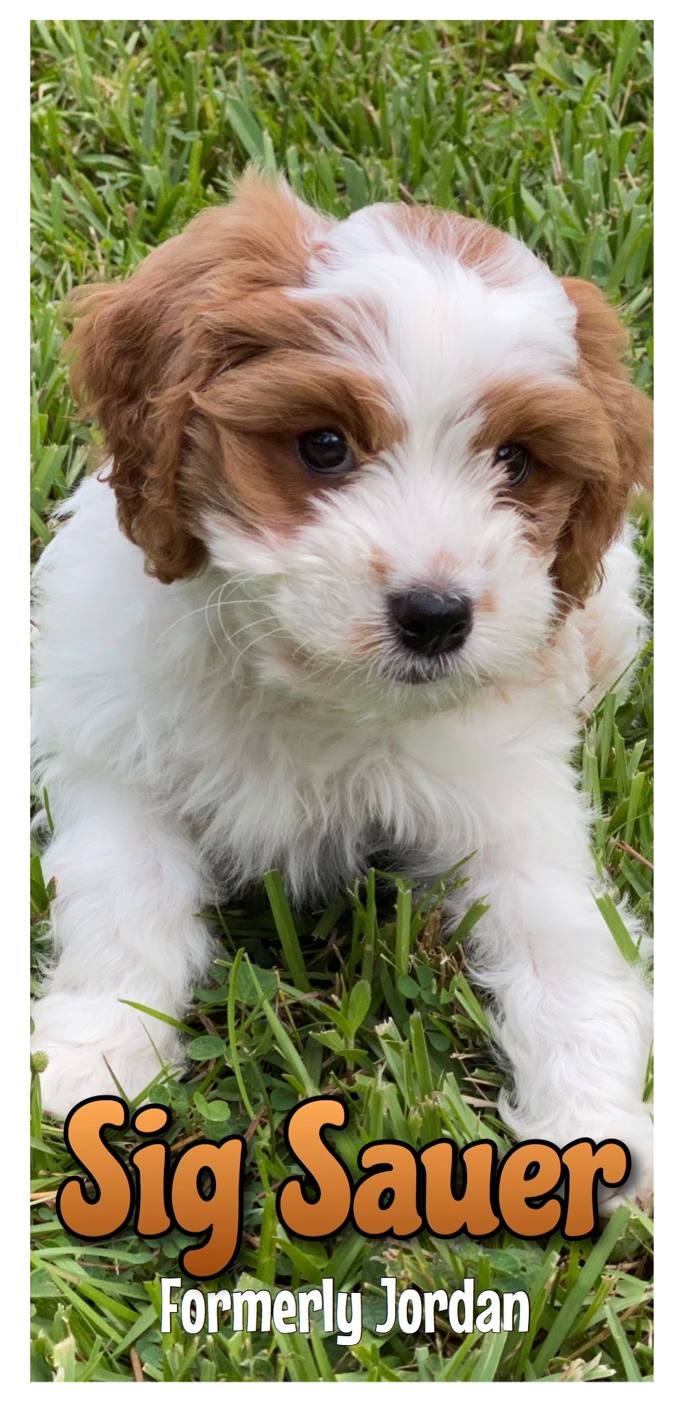 Cute Cavapoo Baby