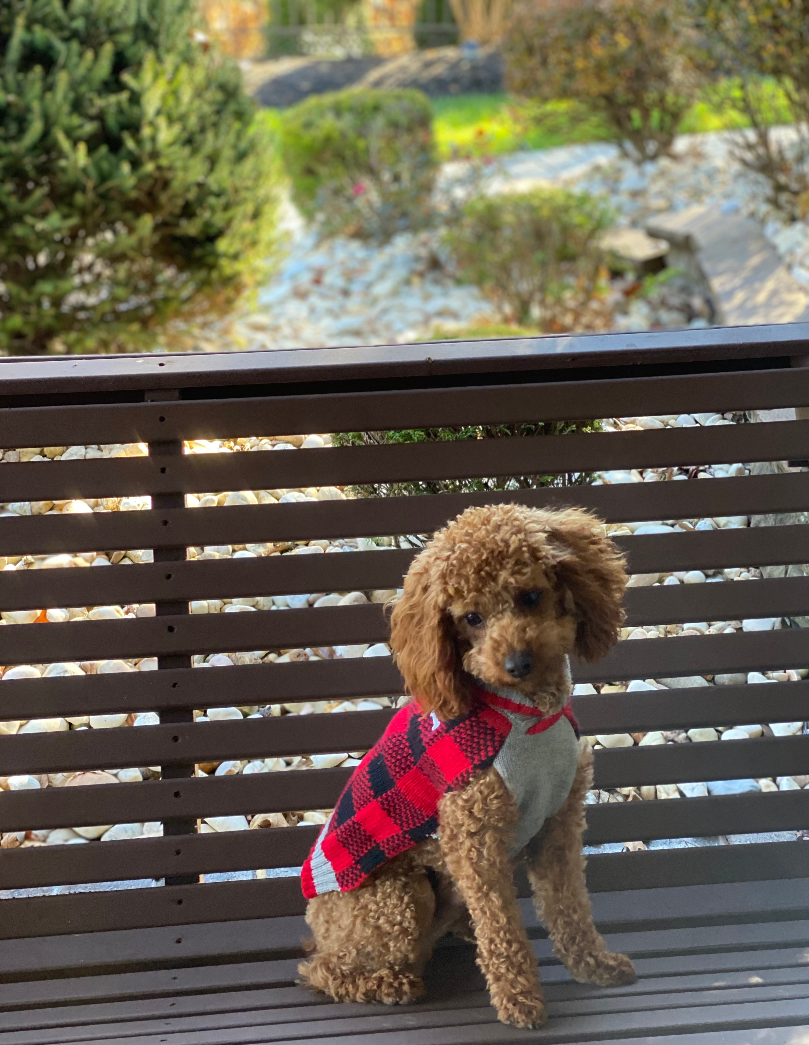 Cavapoo Puppy for Adoption