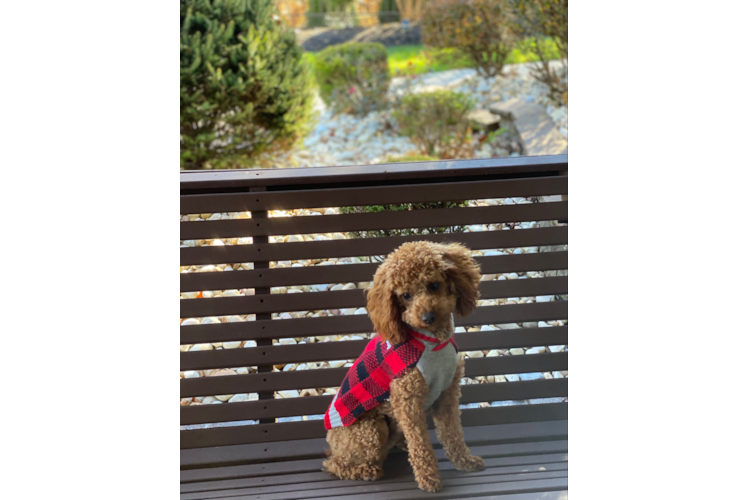 Cavapoo Puppy for Adoption