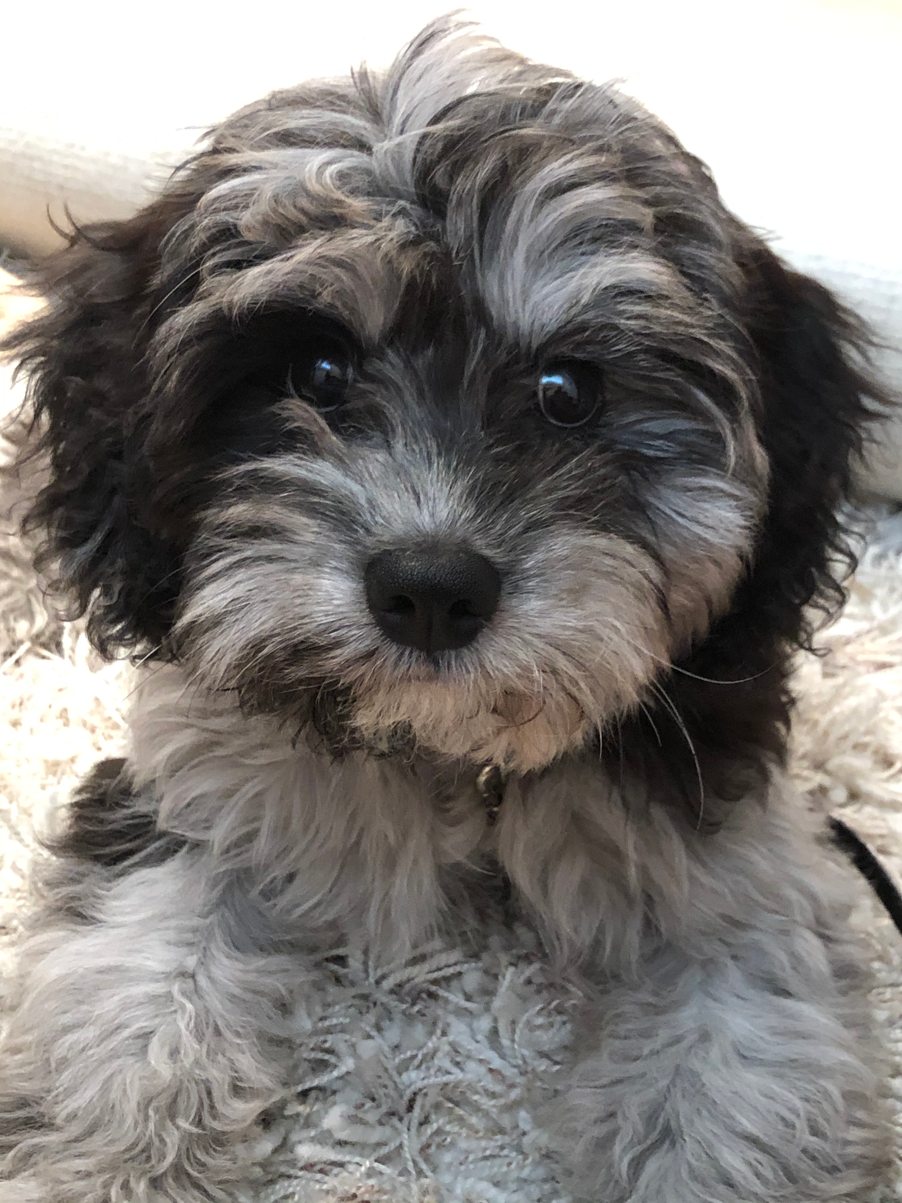 Little Cavoodle Poodle Mix Puppy