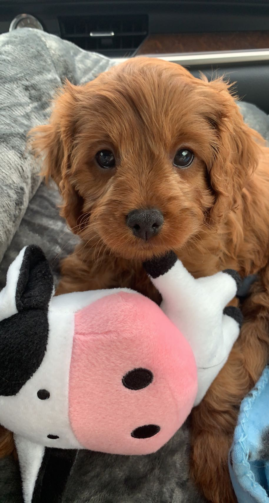 Adorable Cavoodle Poodle Mix Puppy