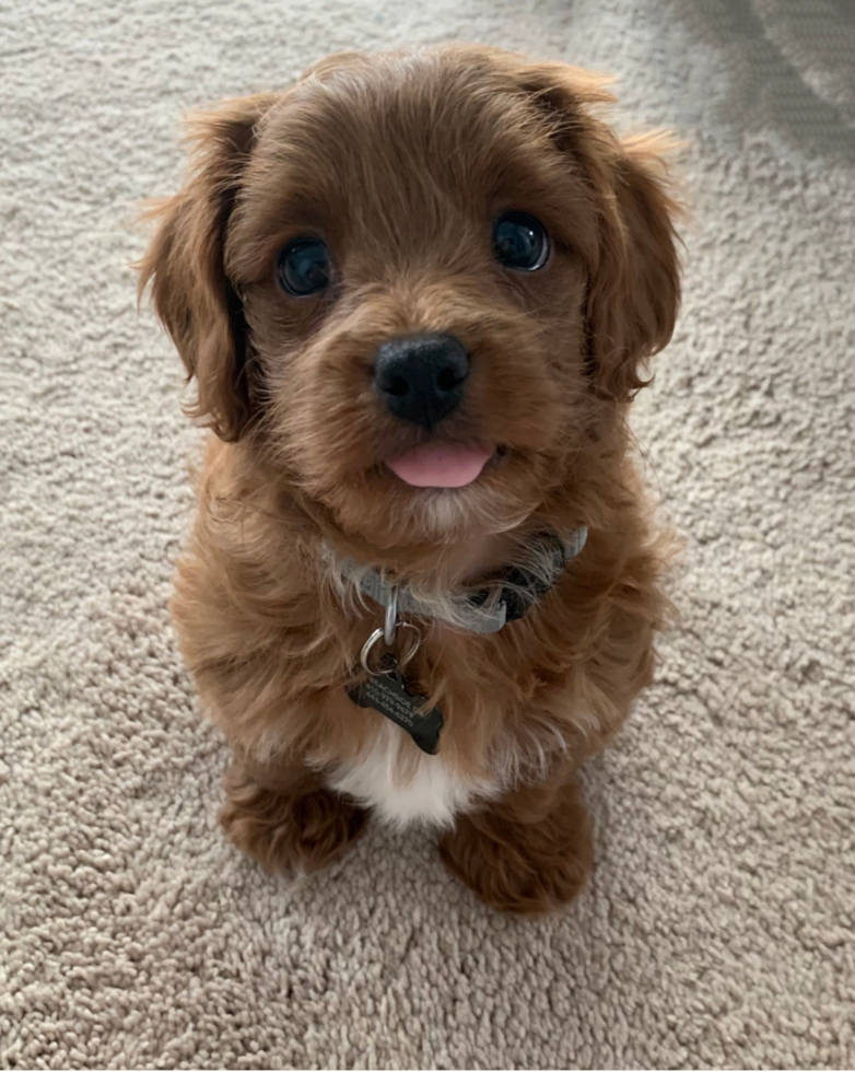 Cute Cavapoo Pup in Stevensville MD