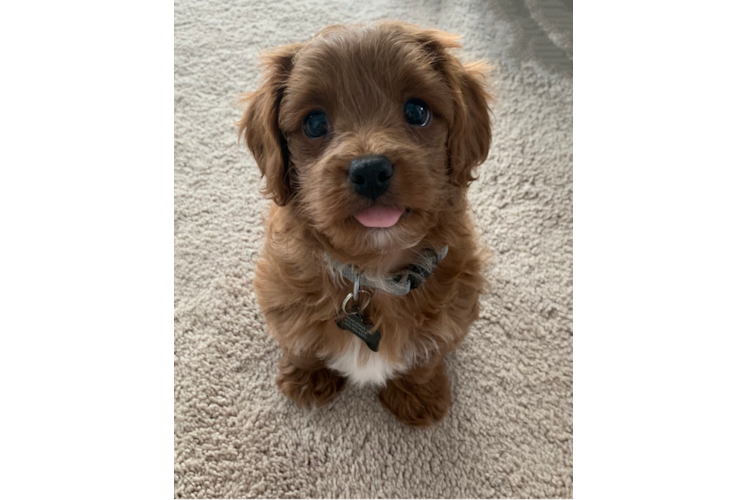 Best Cavapoo Baby