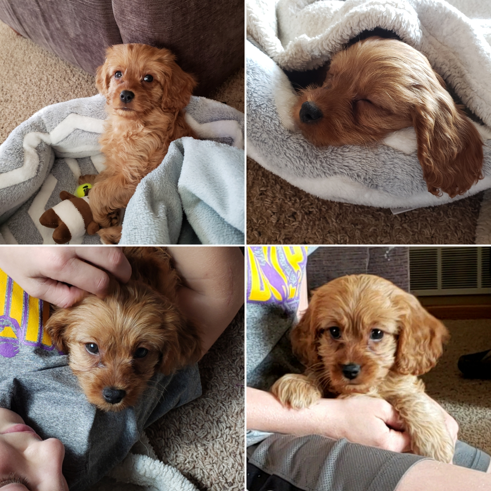 Happy Cavapoo Baby