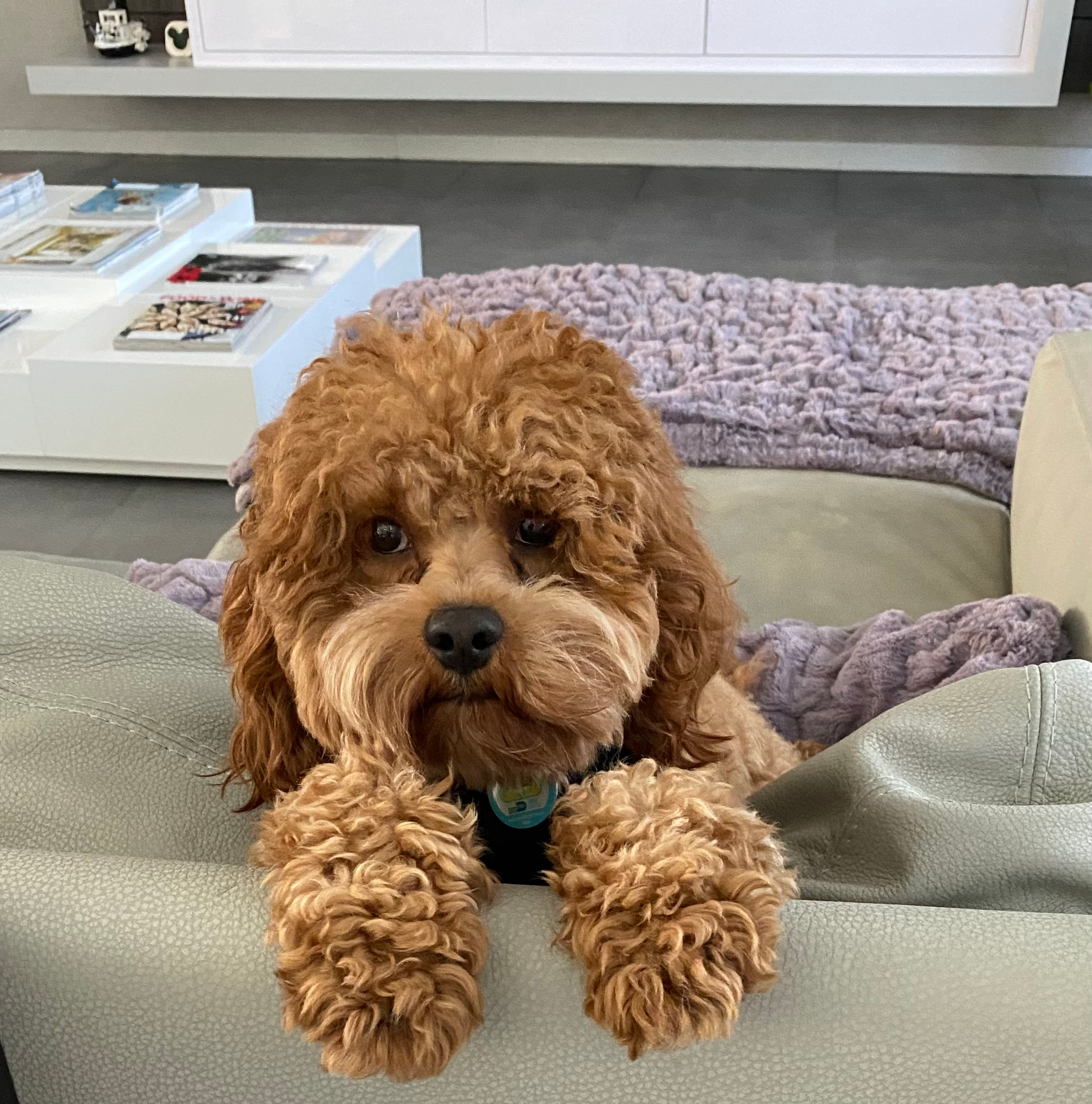 Best Cavapoo Baby
