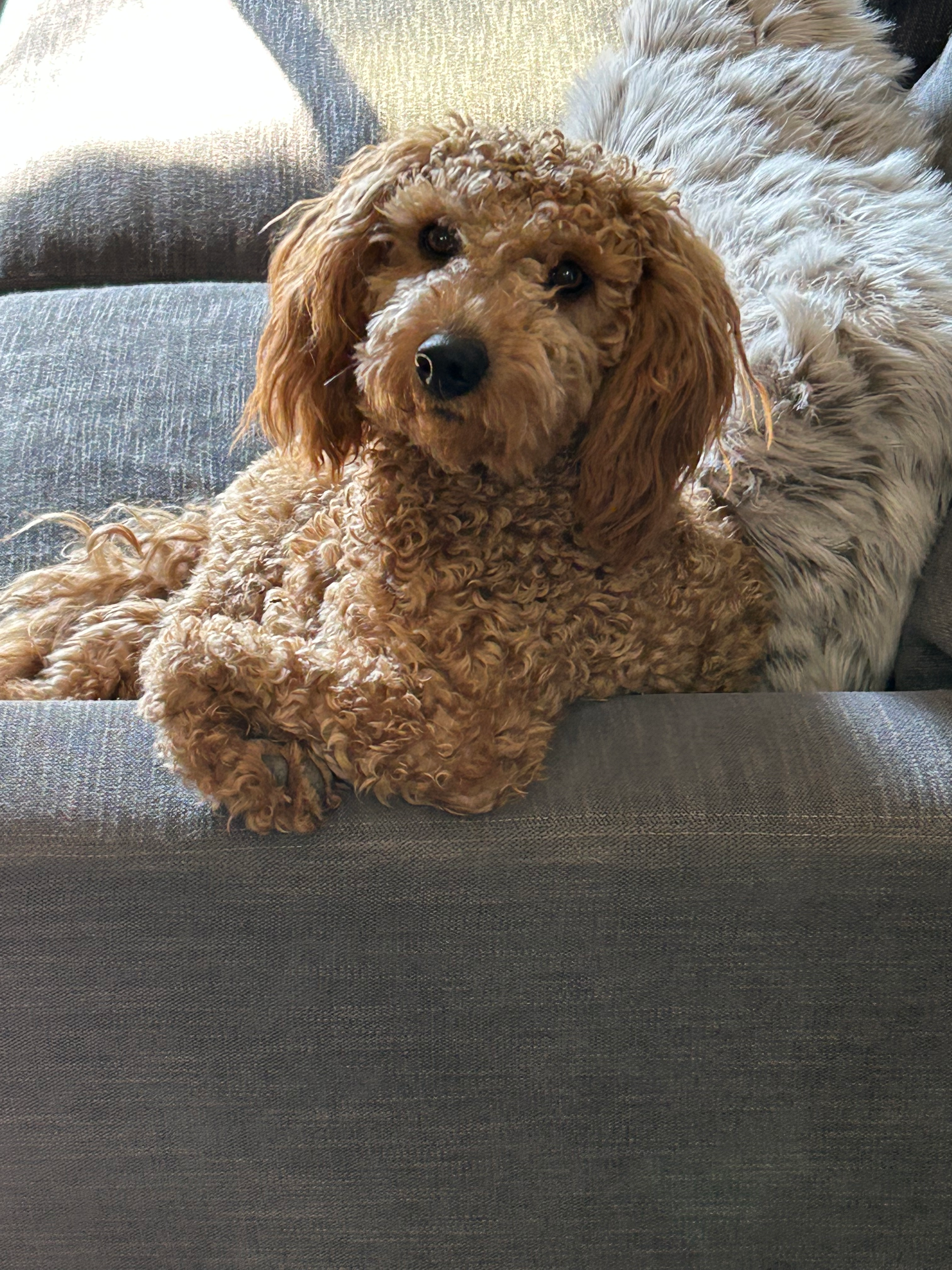 Mini Goldendoodle Puppy for Adoption