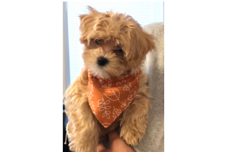 Hypoallergenic Maltese Poodle Poodle Mix Puppy