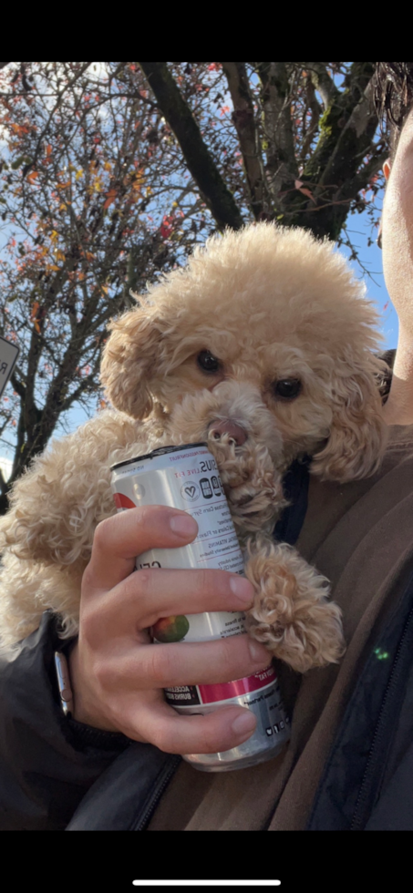Funny Poochon Poodle Mix Pup