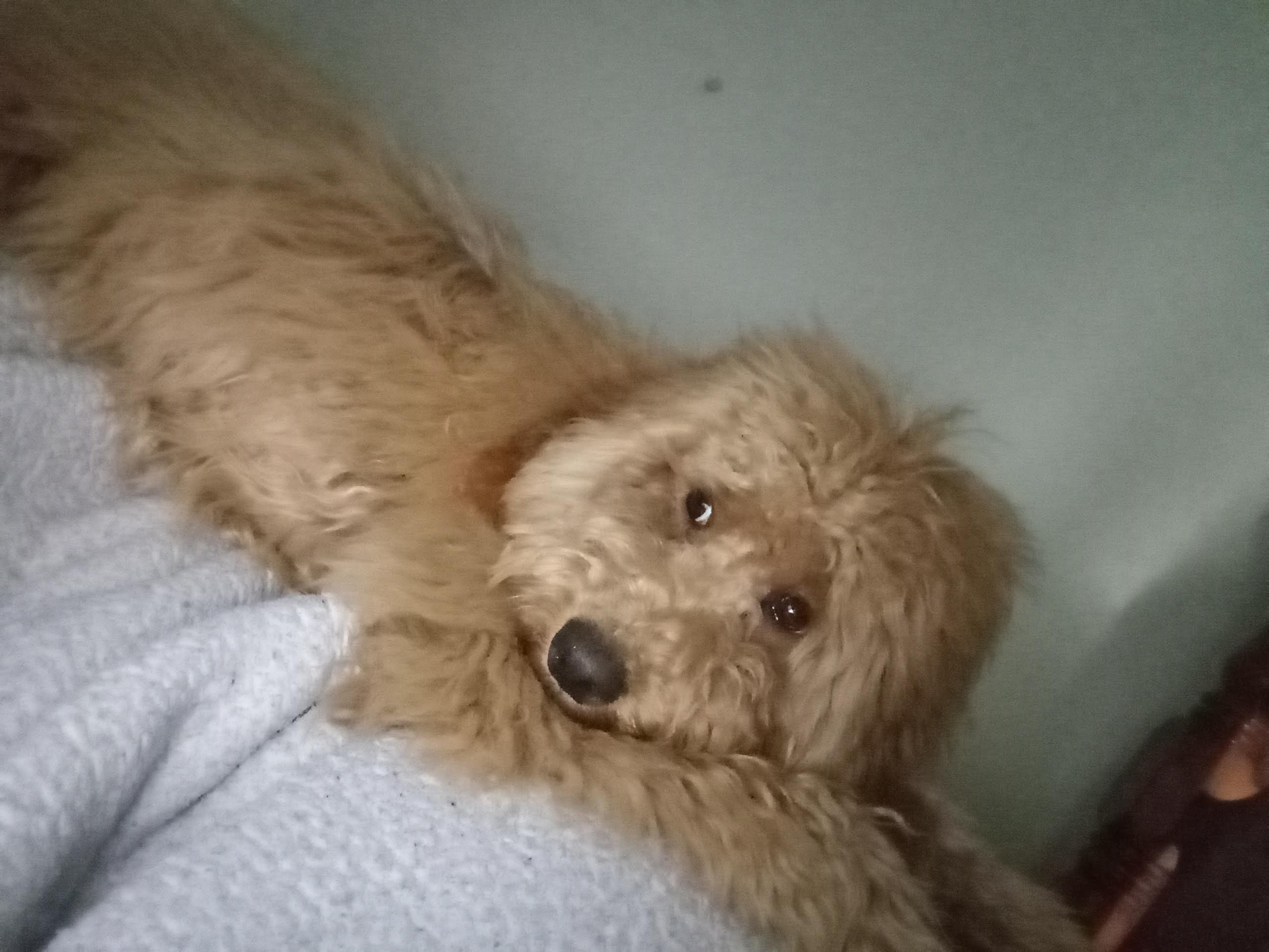 Mini Goldendoodle Pup Being Cute