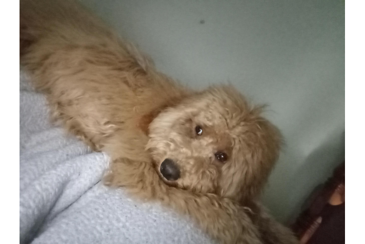 Mini Goldendoodle Pup Being Cute