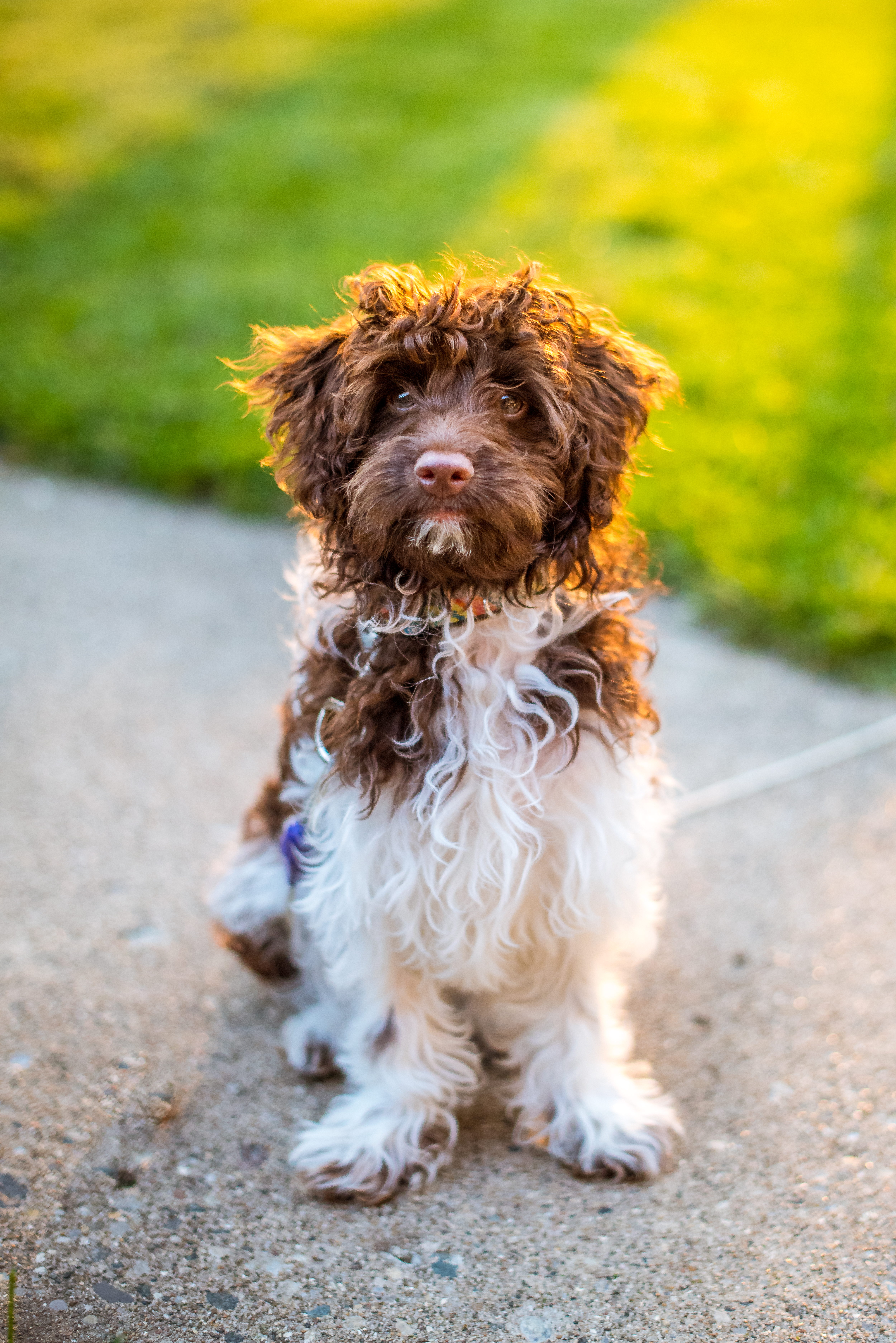 Havapoo Puppy for Adoption