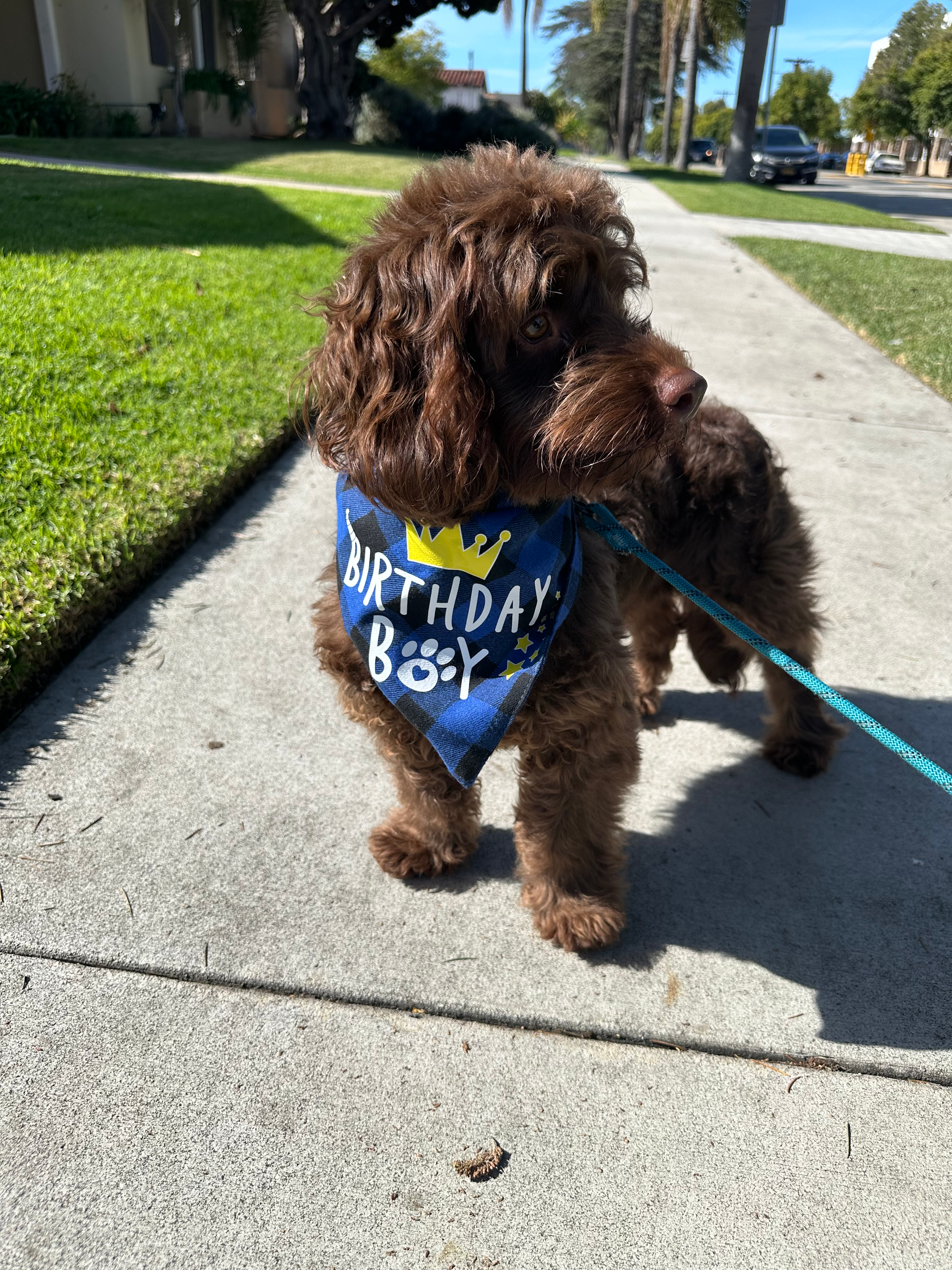 Happy Cockapoo Baby