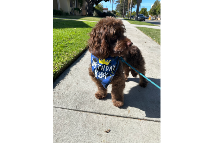 Happy Cockapoo Baby