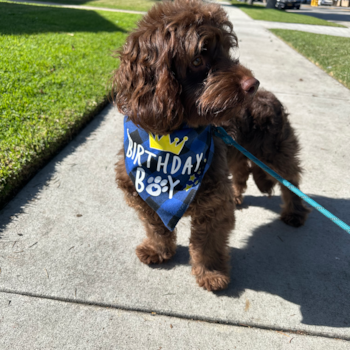 Adorable Cockerpoo Poodle Mix Pup