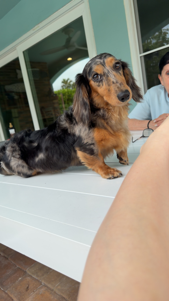 Dachshund