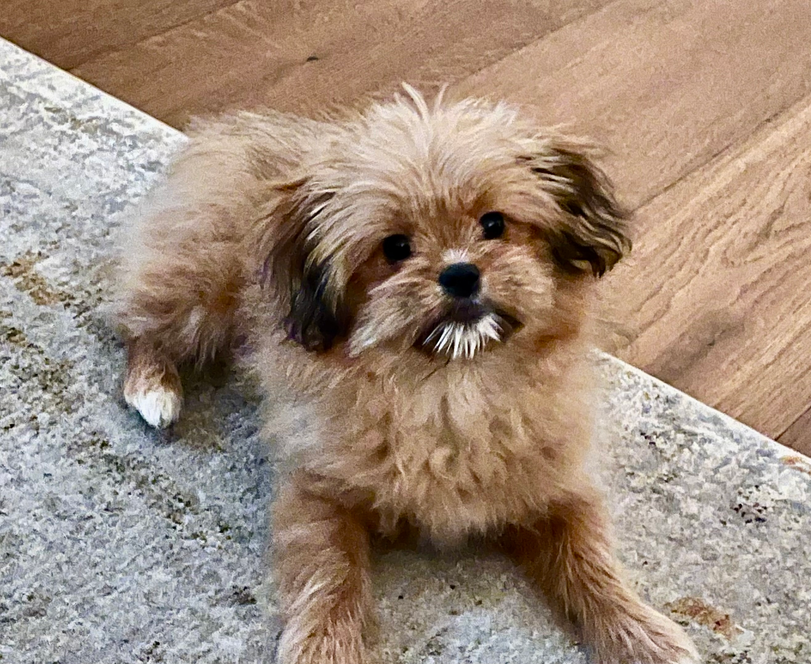 Best Shih Pom Baby
