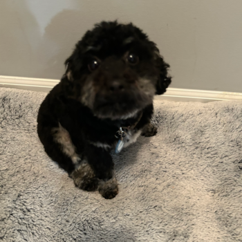 Little Poodle Purebred Pup