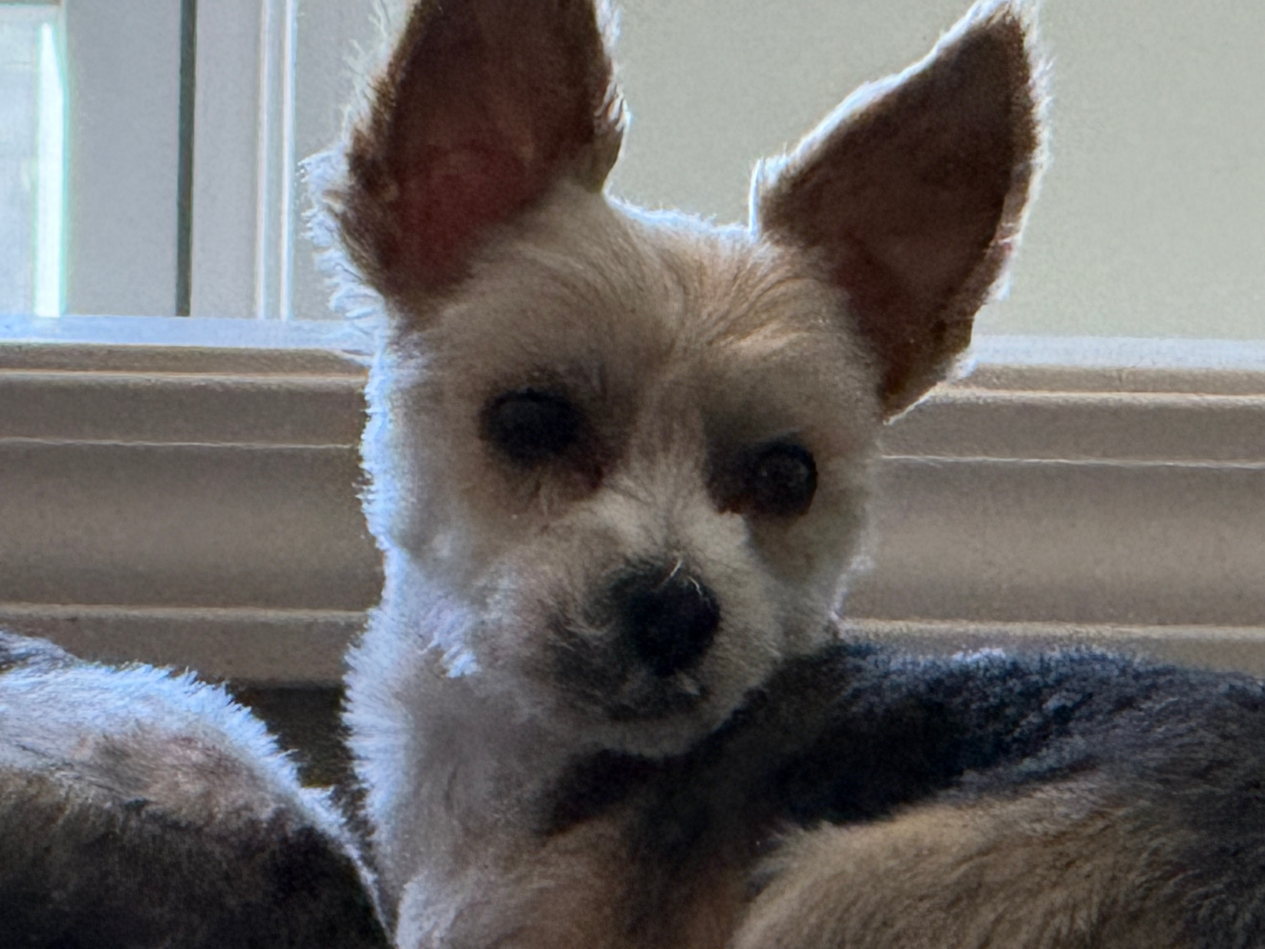 Sweet Morkie Baby
