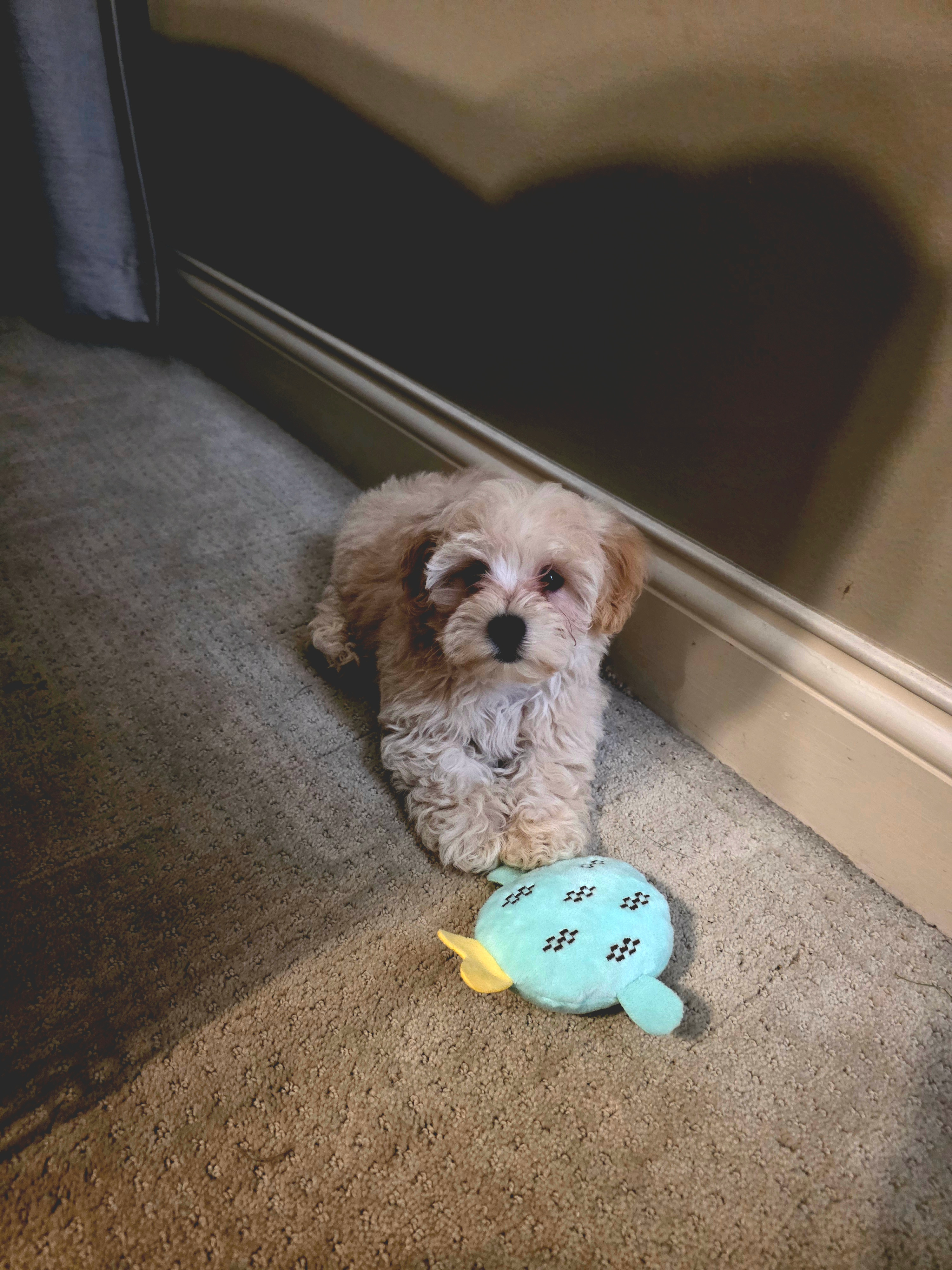 Fluffy Maltipoo Poodle Mix Pup