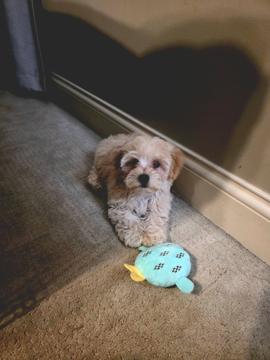 Maltipoo