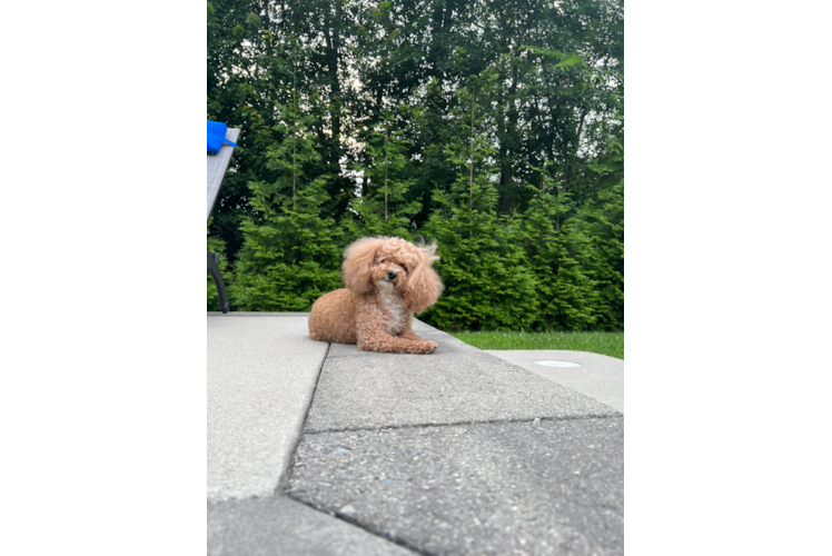 Cute Pudle Purebred Puppy