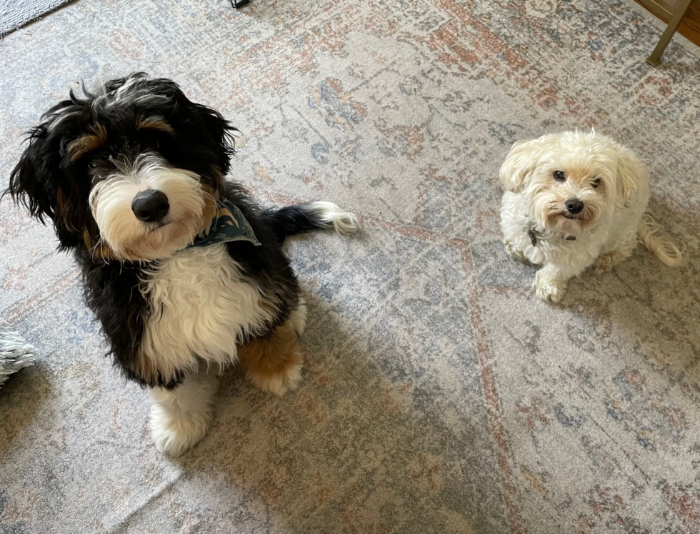 Mini Bernedoodle Pup