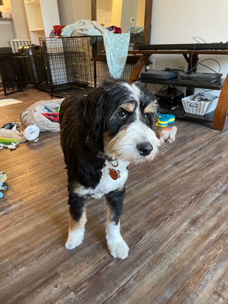 Suffolk Mini Bernedoodle Pup