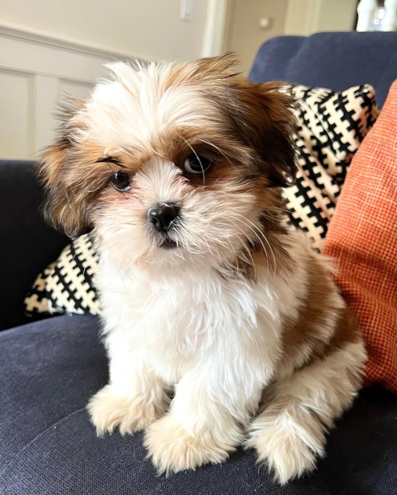 Popular Shih Tzu Pup