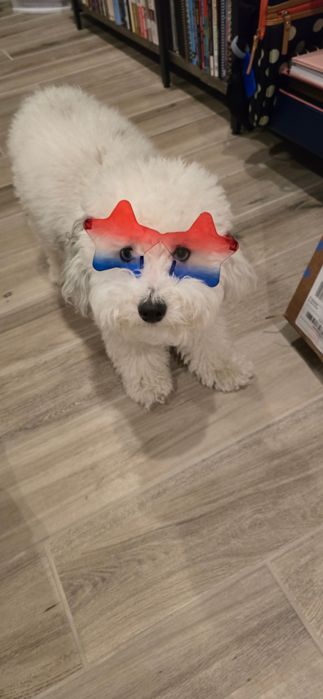 Funny Havapoo Poodle Mix Pup