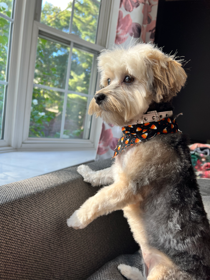 Playful Yorkie Designer Pup