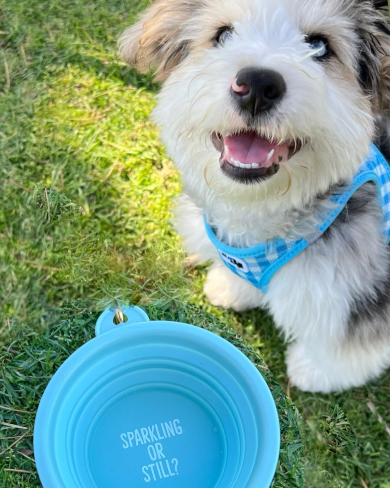 Friendly Aussiechon Pup in LOS ANGELES CA