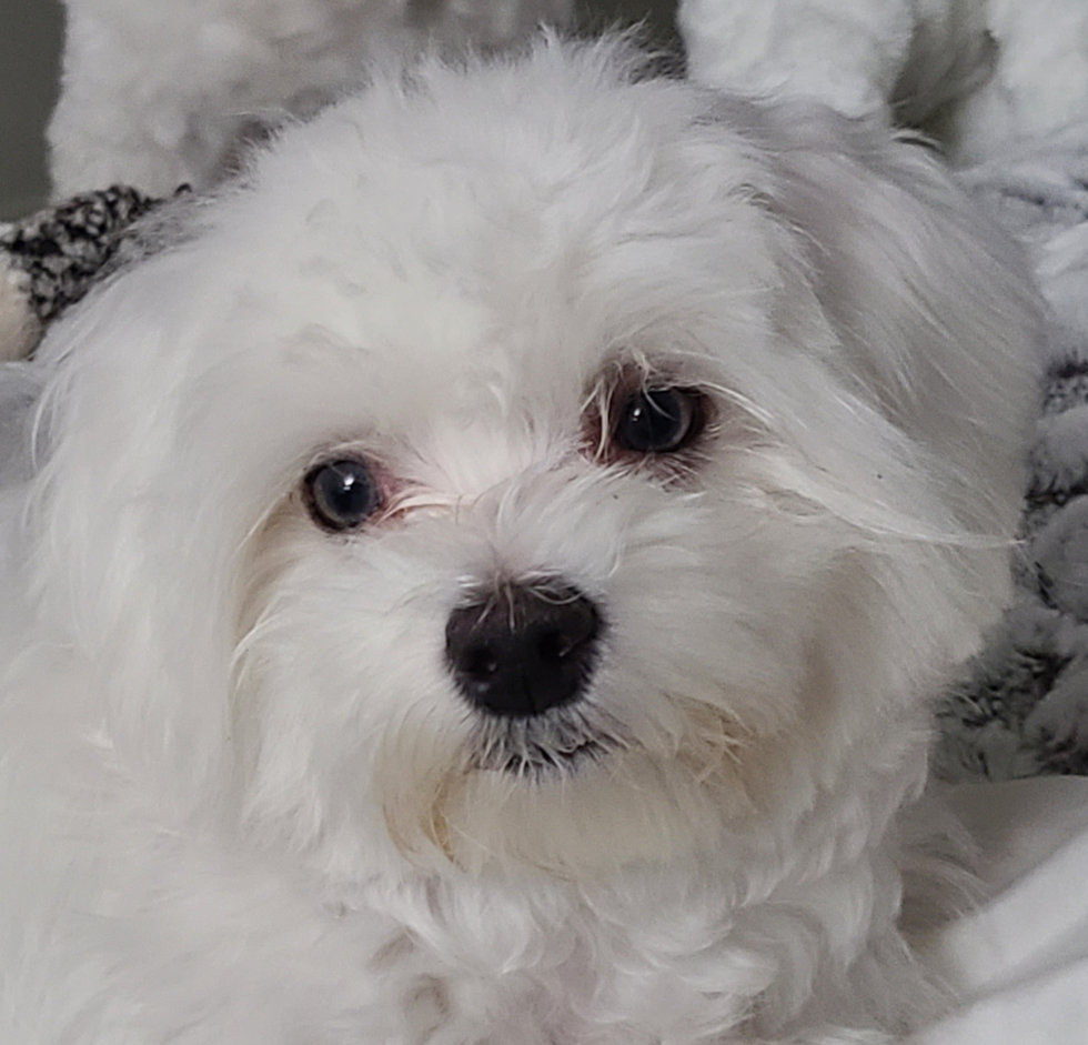 Small Maltese Purebred Pup