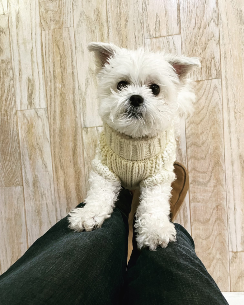 Teddy Bear Being Cute