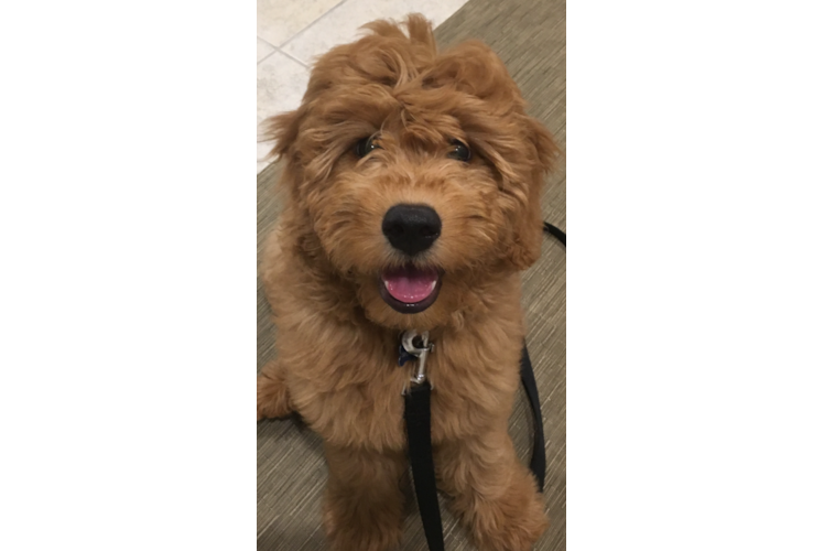 Energetic Golden Retriever Poodle Mix Puppy