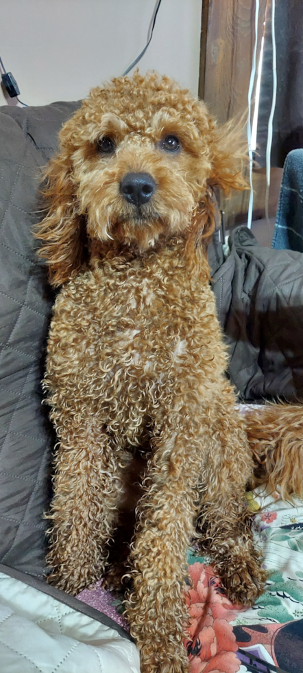 Mini Goldendoodle Pup