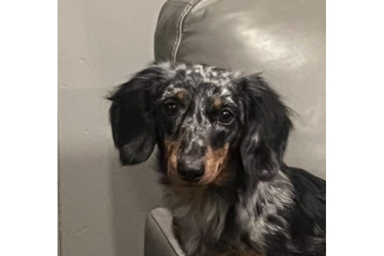 Dachshund Pup Being Cute