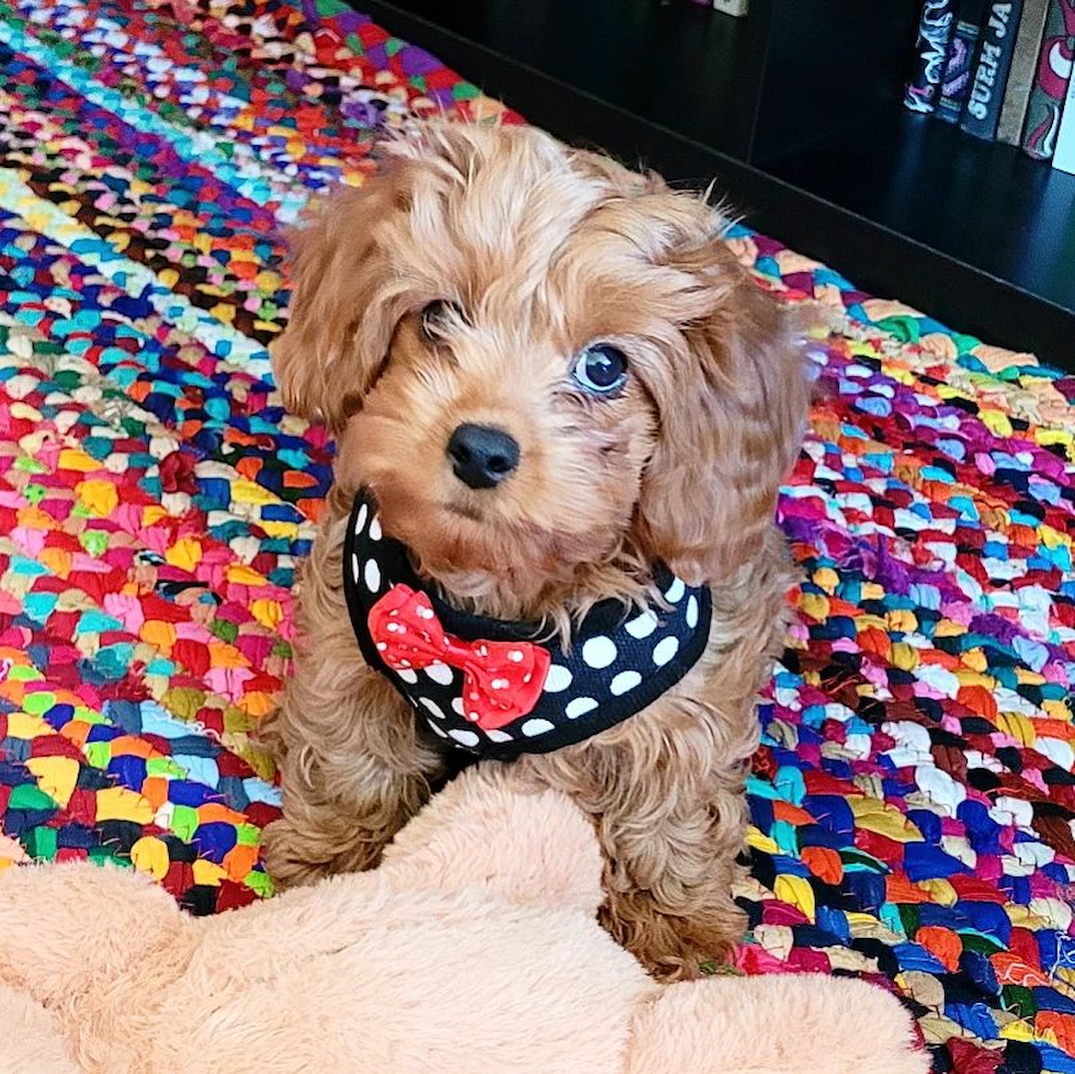 Brooklyn Cavapoo Pup