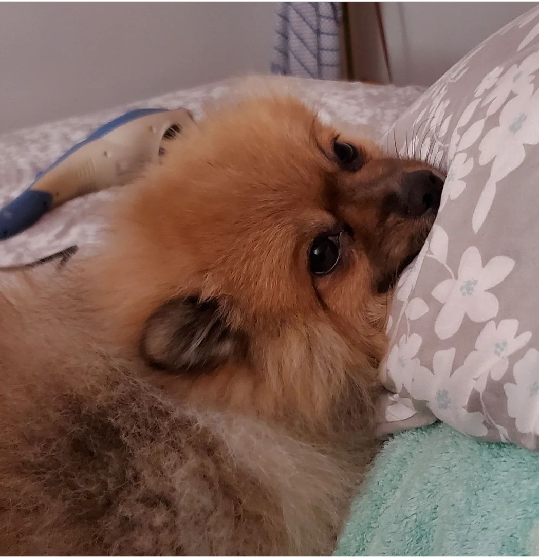 Popular Pomeranian Baby