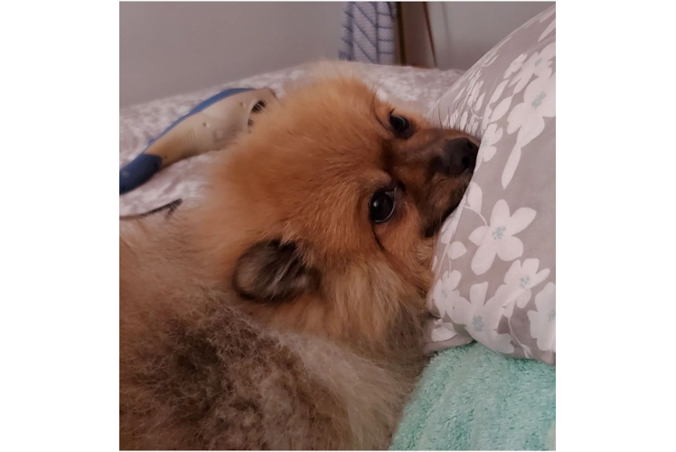 Popular Pomeranian Baby