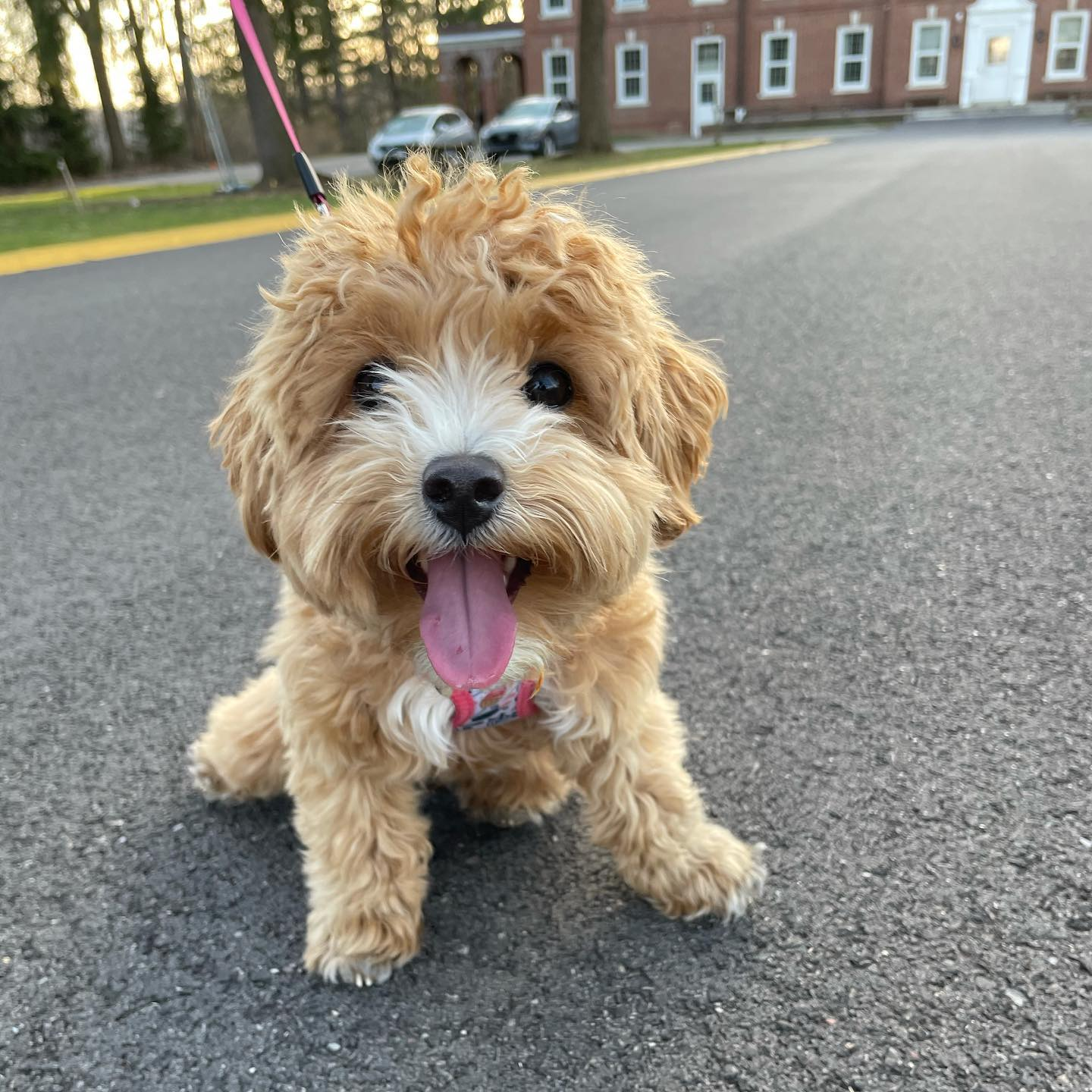 Popular Maltipoo Poodle Mix Pup