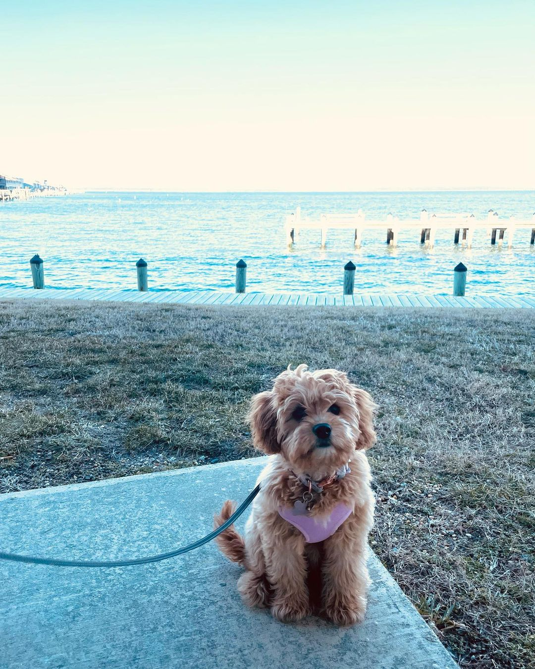 Adorable Cavoodle Poodle Mix Puppy