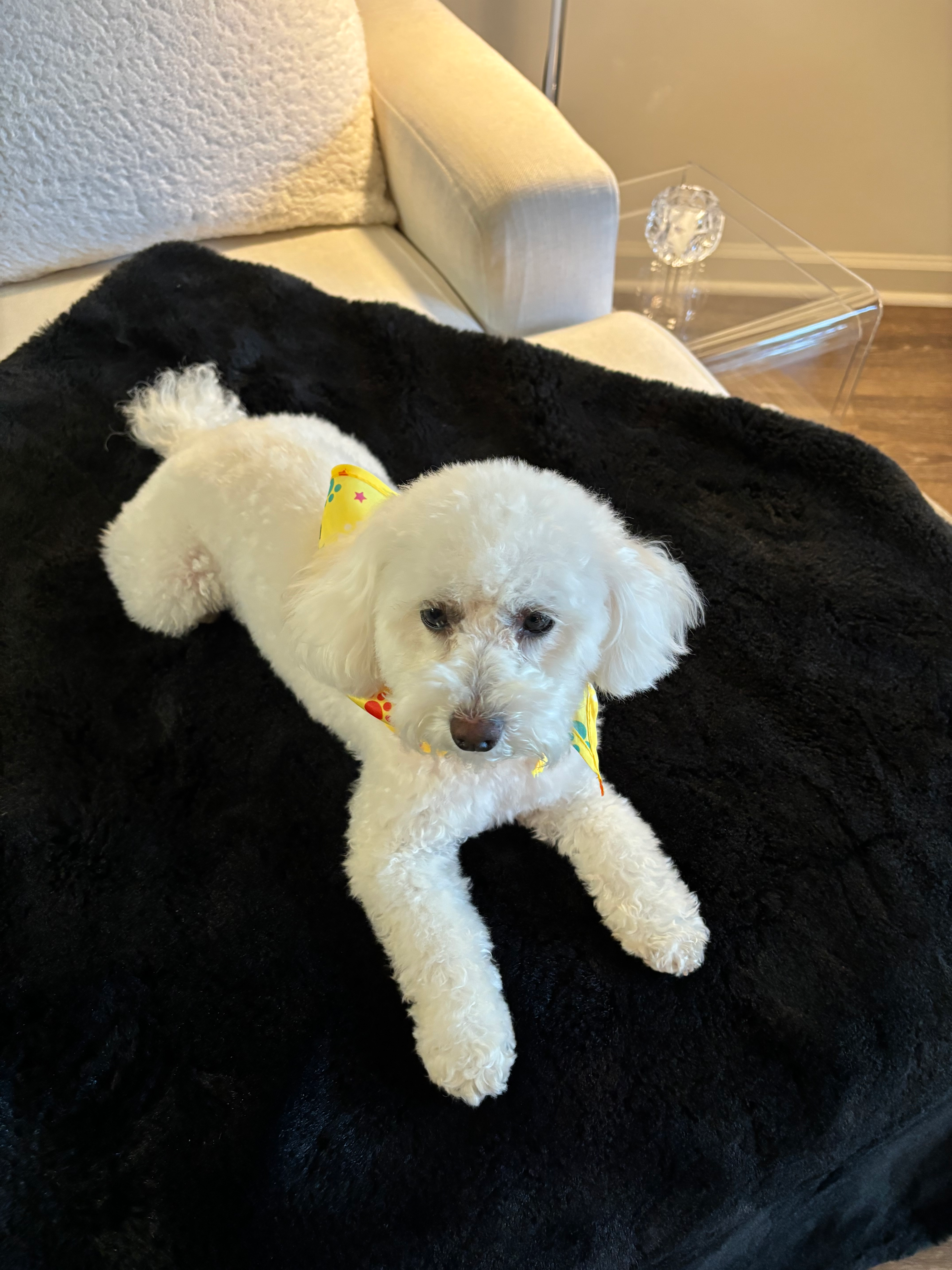 Best Poodle Baby