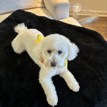 Fluffy Poodle Pup in