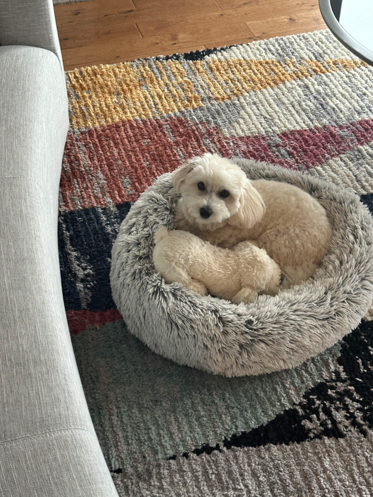 Adorable Havadoodle Poodle Mix Pup