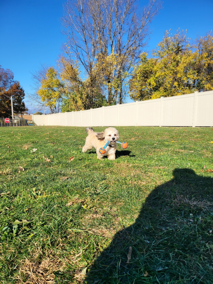 Fluffy Teddy Bear Designer Pup