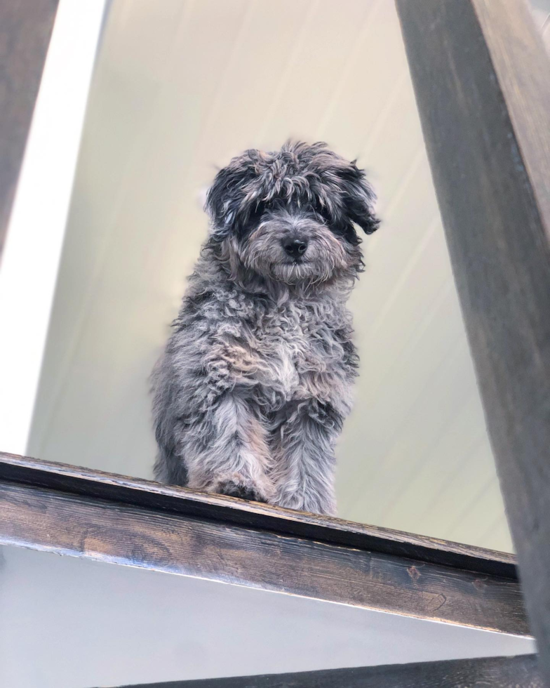 Hypoallergenic Aussiepoo Poodle Mix Pup